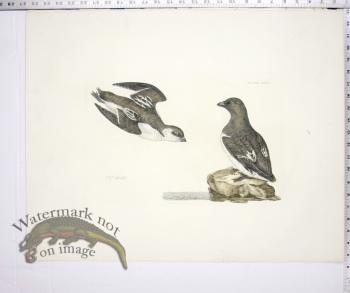 Little Auk, Summer & Winter Plumage